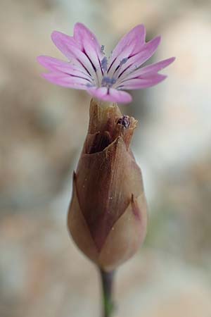 Petrorhagia dubia \ Samt-Felsennelke, Samos Kokkari 12.4.2017