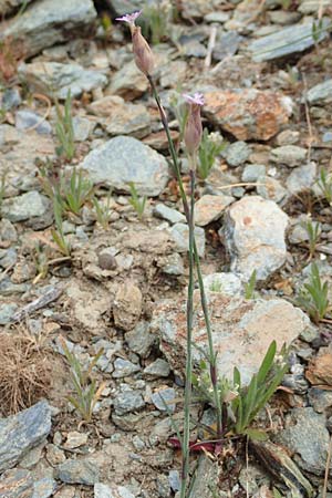 Petrorhagia dubia \ Samt-Felsennelke / Hairy Pink, Velvet Pink, Samos Kokkari 12.4.2017