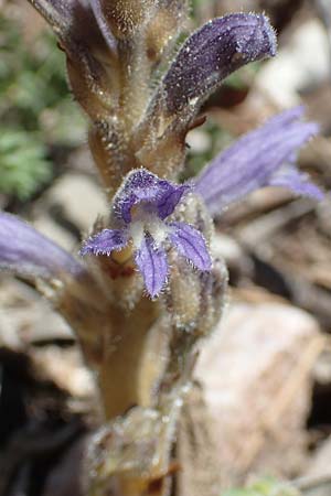 Phelipanche mutelii / Mutel's Hemp Broomrape, Dwarf Broomrape, Samos Zoodochos Pigi 11.4.2017