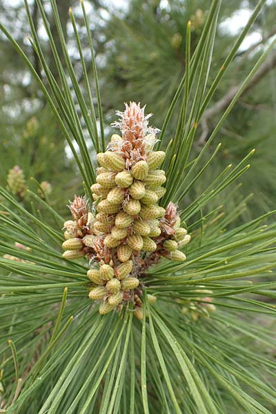 Pinus nigra \ Schwarz-Kiefer, Samos Mt. Ambelos 12.4.2017