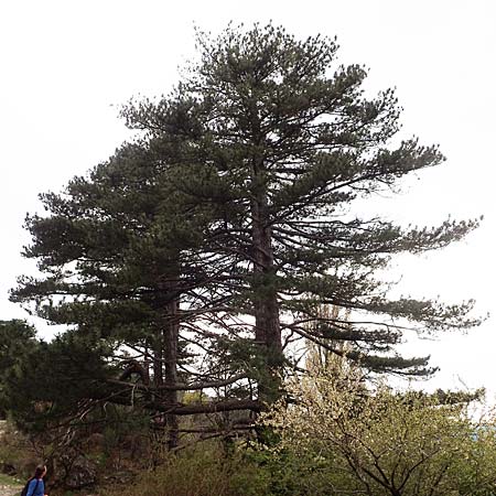 Pinus nigra \ Schwarz-Kiefer, Samos Mt. Ambelos 12.4.2017