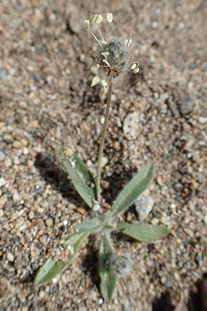 Plantago lagopus \ Hasenfu-Wegerich, Samos Ireon 13.4.2017