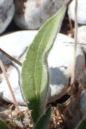 Plantago lagopus \ Hasenfu-Wegerich, Samos Mykali 19.4.2017