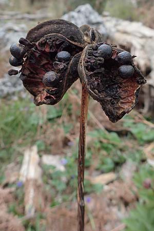 Paeonia mascula \ Groblttrige Pfingstrose / Balkan Peony, Samos Lazaros in Mt. Ambelos 12.4.2017