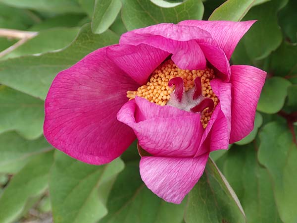 Paeonia mascula / Balkan Peony, Samos Lazaros in Mt. Ambelos 12.4.2017