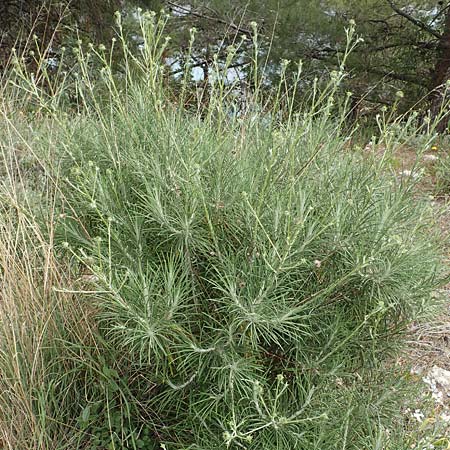 Ptilostemon chamaepeuce \ Scheinfichten-Elfenbeindistel, Samos Kokkari 12.4.2017