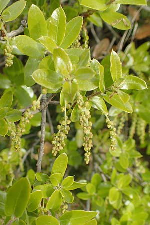 Quercus coccifera \ Kermes-Eiche, Stech-Eiche / Kermes Oak, Samos Mytilini 10.4.2017