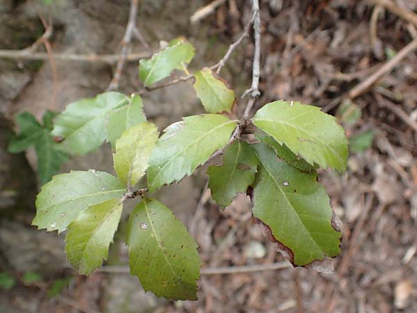 Quercus infectoria \ Aleppo-Eiche, Gall-Eiche / Aleppo Oak, Samos Mt. Ambelos 12.4.2017