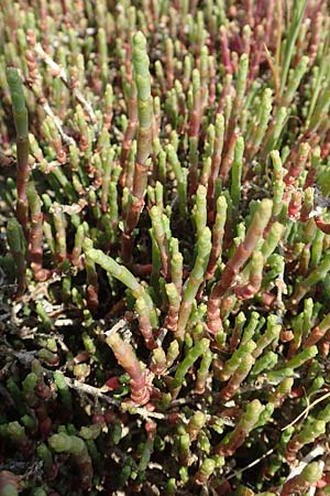 Salicornia fruticosa \ Strauchige Gliedermelde / Glasswort, Samos Psili Ammos 16.4.2017