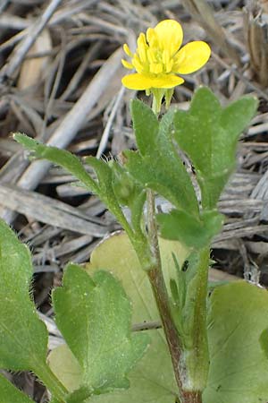 Ranunculus sardous / Hairy Buttercup, Samos Ireon 13.4.2017