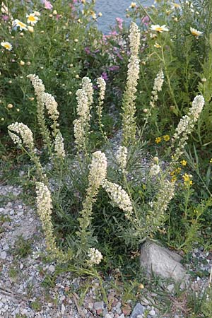 Reseda alba \ Weie Resede / White Mignonette, Samos Myloi 13.4.2017