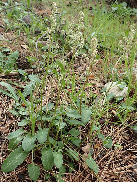 Rumex tuberosus subsp. creticus / Cretan Dock, Tuberous-Rooted Dock, Samos Kallithea 18.4.2017