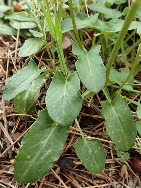 Rumex tuberosus subsp. creticus \ Kretischer Sauer-Ampfer, Samos Kallithea 18.4.2017