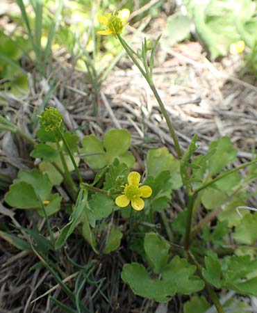 Ranunculus sardous \ Sardischer Hahnenfu, Rauher Hahnenfu / Hairy Buttercup, Samos Ireon 13.4.2017