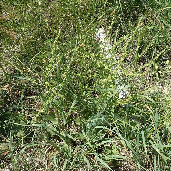 Rumex cristatus \ Griechischer Ampfer, Kammfrmiger Ampfer / Greek Dock, Samos Mykali 19.4.2017