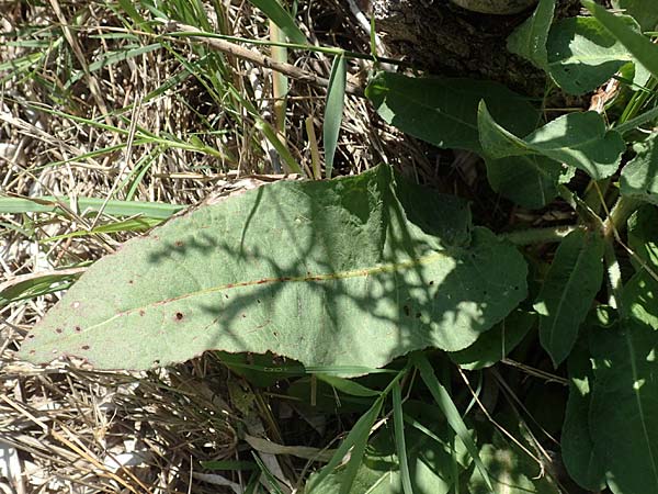 Rumex cristatus \ Griechischer Ampfer, Kammfrmiger Ampfer / Greek Dock, Samos Mykali 19.4.2017