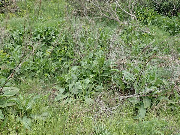 Rumex cristatus \ Griechischer Ampfer, Kammfrmiger Ampfer / Greek Dock, Samos Spatharei 17.4.2017