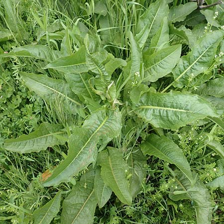 Rumex cristatus \ Griechischer Ampfer, Kammfrmiger Ampfer / Greek Dock, Samos Spatharei 17.4.2017