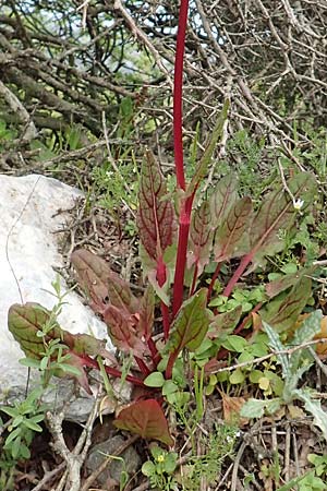 Rumex tuberosus subsp. creticus / Cretan Dock, Tuberous-Rooted Dock, Samos Mt. Ambelos 12.4.2017