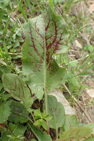 Rumex tuberosus subsp. creticus / Cretan Dock, Tuberous-Rooted Dock, Samos Mt. Ambelos 12.4.2017