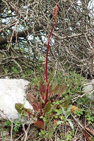 Rumex tuberosus subsp. creticus / Cretan Dock, Tuberous-Rooted Dock, Samos Mt. Ambelos 12.4.2017