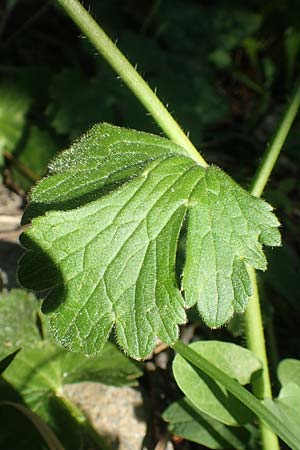 Ranunculus velutinus \ Samtiger Hahnenfu, Samos Potami 15.4.2017