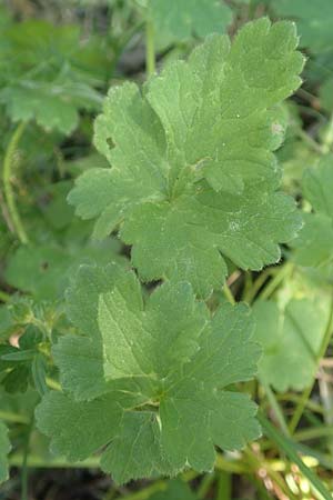 Ranunculus velutinus \ Samtiger Hahnenfu / Velvet Buttercup, Samos Potami 15.4.2017