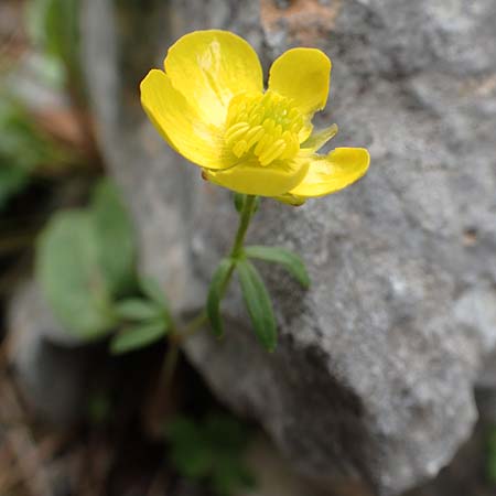 Ranunculus spec1 ? / Buttercup, Samos Lazaros in Mt. Ambelos 12.4.2017