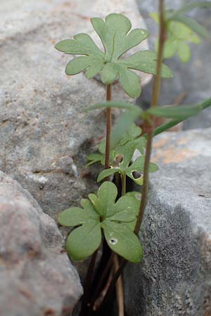 Ranunculus spec1 ? \ Hahnenfu / Buttercup, Samos Lazaros in Mt. Ambelos 12.4.2017