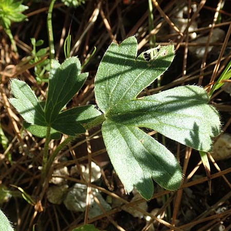 Ranunculus reuterianus \ Reuters Hahnenfu / Reuter's Buttercup, Samos Kallithea 18.4.2017