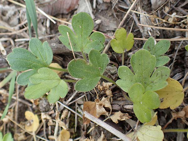 Ranunculus reuterianus \ Reuters Hahnenfu / Reuter's Buttercup, Samos Spatharei 17.4.2017