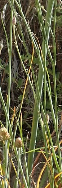Scorzonera elata ? \ Hohe Schwarzwurzel / Tall Viper's Grass, Samos Pythagorio 13.4.2017