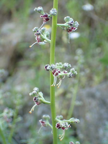 Scrophularia canina subsp. bicolor \ Zweifarbige Hunds-Braunwurz / Bicolor Figwort, Samos Ambelos 14.4.2017