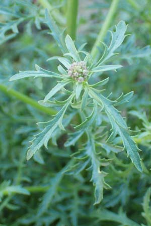 Scrophularia canina subsp. bicolor \ Zweifarbige Hunds-Braunwurz, Samos Ambelos 14.4.2017