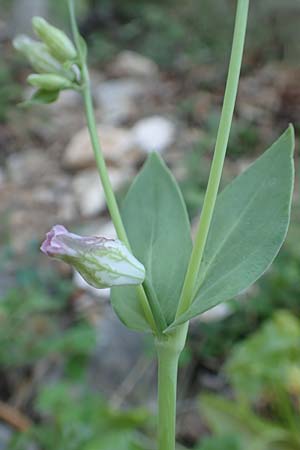 Silene behen \ Haarloses Leimkraut, Samos Potami 15.4.2017