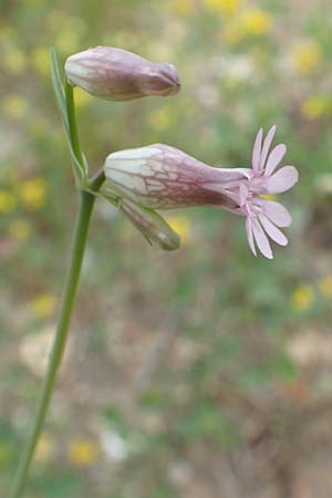 Silene behen \ Haarloses Leimkraut, Samos Spatharei 17.4.2017