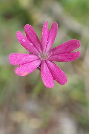 Silene cretica \ Kretisches Leimkraut / Cretan Campion, Samos Mt. Ambelos 12.4.2017