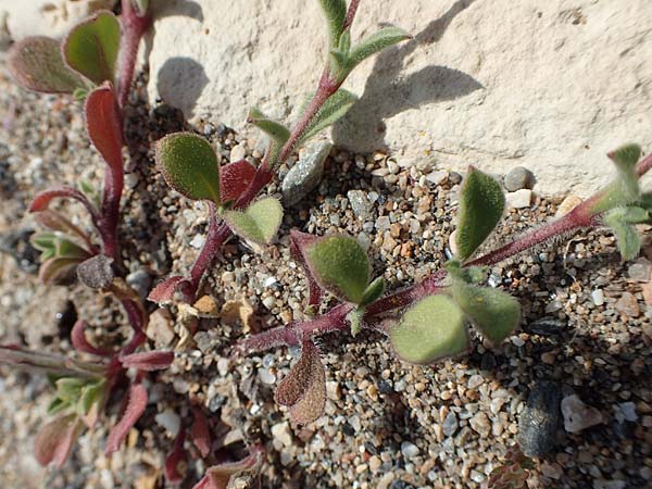 Silene colorata \ Farbiges Leimkraut / Mediterranean Catchfly, Samos Ireon 13.4.2017