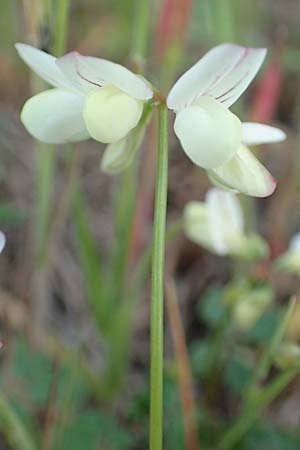Securigera parviflora \ Kleinblütige Beilwicke / Small-Flowered Hatchet Vetch, Samos Myloi 13.4.2017
