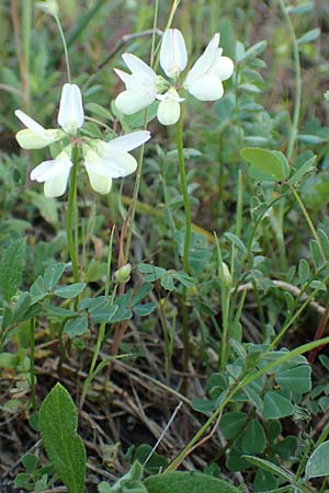 Securigera parviflora \ Kleinbltige Beilwicke / Small-Flowered Hatchet Vetch, Samos Myloi 13.4.2017