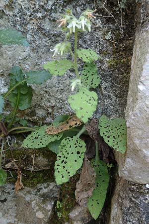 Symphytum creticum \ Kreta-Beinwell / Cretan Gorge Comfrey, Samos Potami 15.4.2017