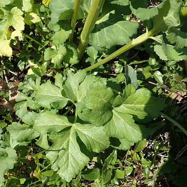 Smyrnium creticum \ Kretische Gelbdolde / Cretan Alexanders, Samos Kamara 16.4.2017