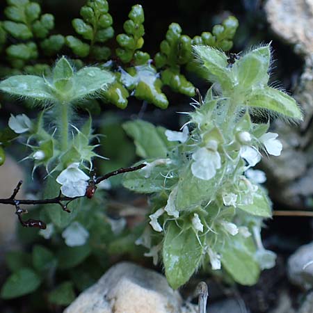 Sideritis curvidens \ Gliedkraut / Ironwort, Samos Limnionas 18.4.2017