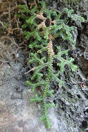 Selaginella denticulata \ Gezhnter Moosfarn / Tooth-Leaved Clubmoss, Samos Potami 15.4.2017