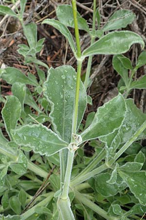 Silene gigantea \ Riesen-Leimkraut / Gigantic Catchfly, Samos Pyrgos 18.4.2017