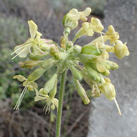 Silene gigantea \ Riesen-Leimkraut / Gigantic Catchfly, Samos Pyrgos 18.4.2017