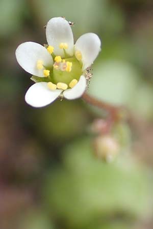 Saxifraga hederacea \ Efeublttriger Steinbrech / Ivy-Leaved Saxifrage, Samos Moni Vronda 12.4.2017