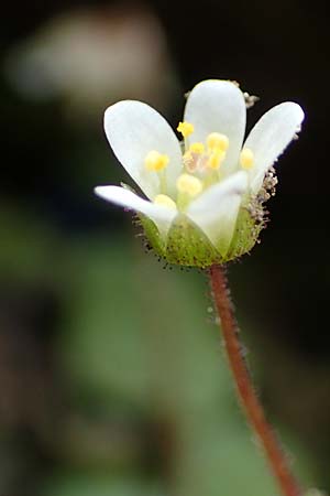 Saxifraga hederacea \ Efeublttriger Steinbrech / Ivy-Leaved Saxifrage, Samos Moni Vronda 12.4.2017