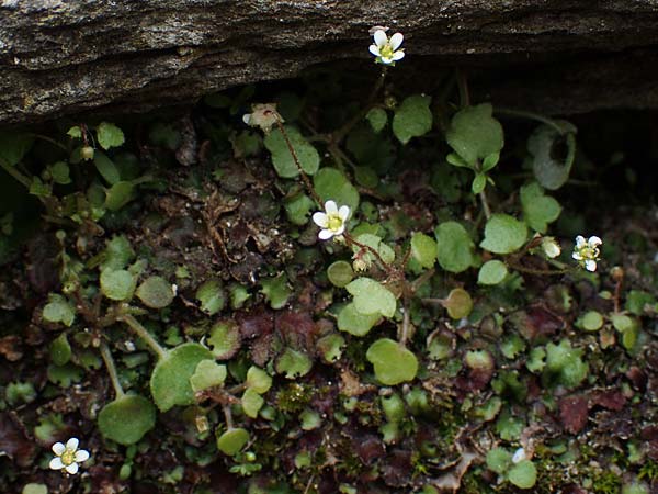 Saxifraga hederacea \ Efeublttriger Steinbrech, Samos Moni Vronda 12.4.2017