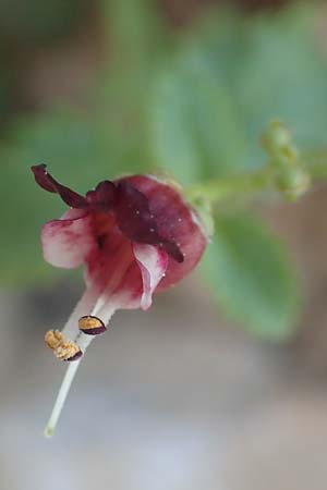 Scrophularia heterophylla / Cut-Leaved Figwort, Samos Potami 15.4.2017